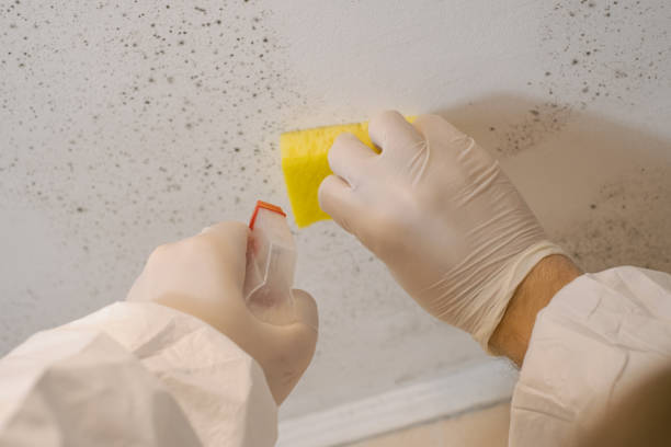 Dehumidification Services in Gillette, WY