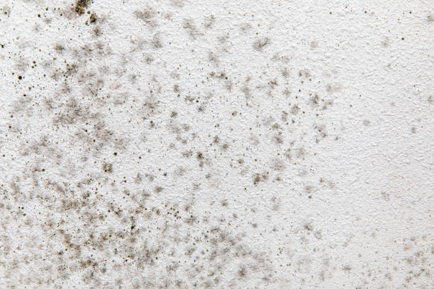 Best Industrial Mold Remediation  in Gillette, WY